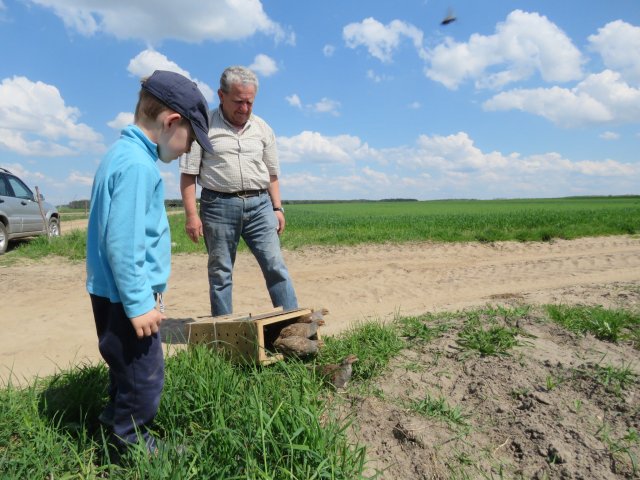 Wsiedlenie Kuropatw w łowisko 10.05.2016 obw 266 i 277